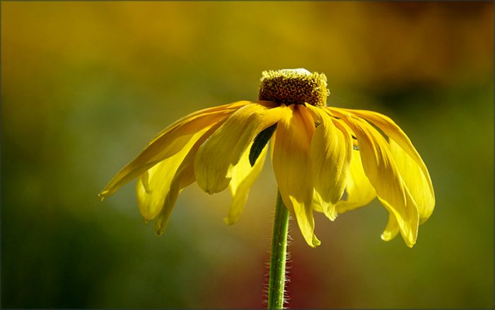 Gelbe Sommerblume