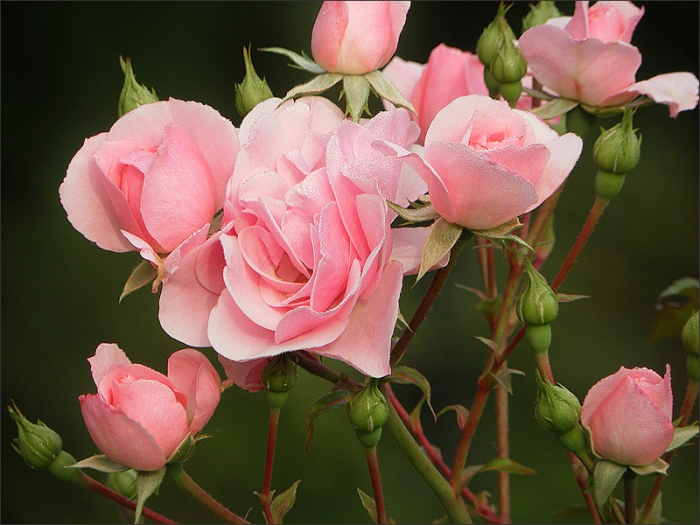 Rosen