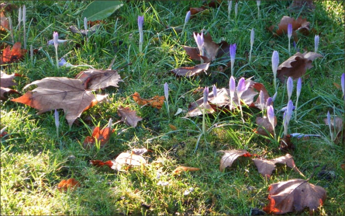 Krokusse und Blätter
