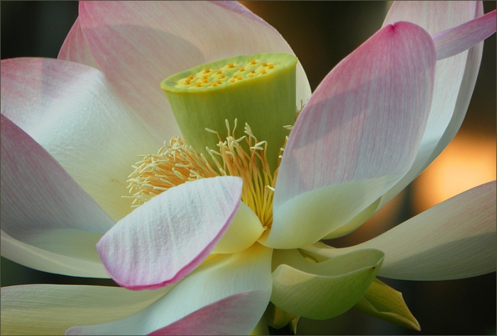Lotusblüte