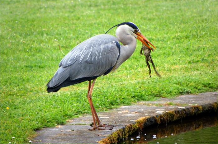 Der Fischreiher mit einem erbeuteten Frosch