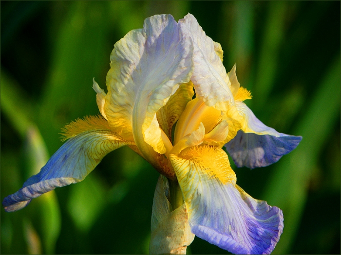 Iris