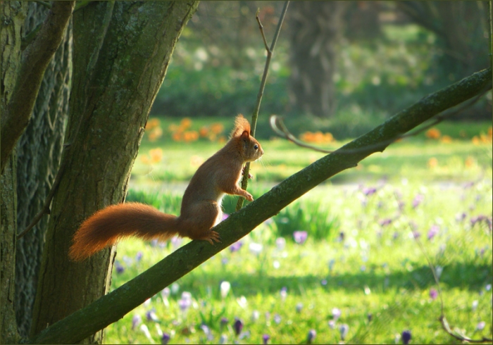 Eichhörnchen im März