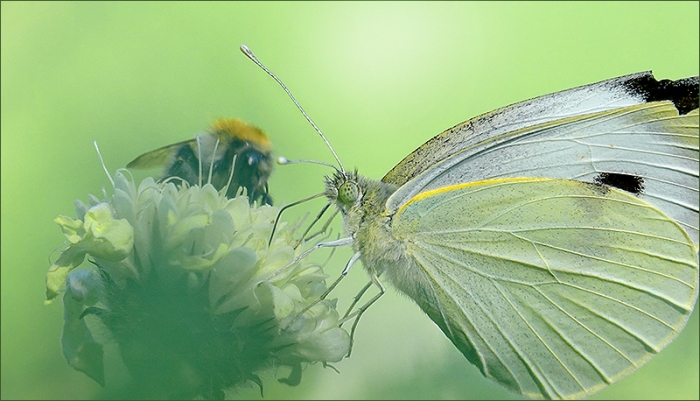Hummel und Kohlweissling
