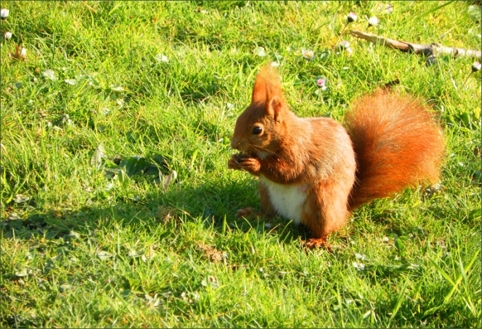 Eichhörnchen