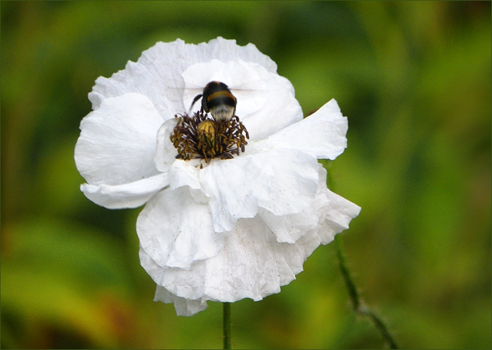 Weisser Mohn
