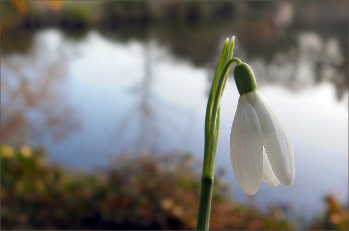 Schneeglöckchen am See