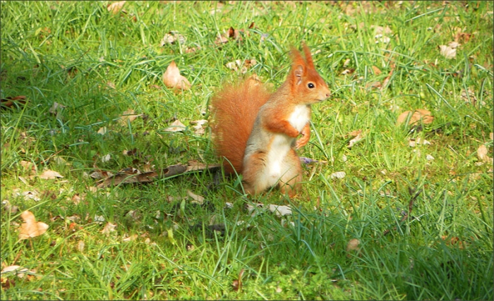 Eichhörnchen im April