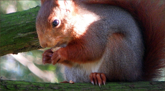 Eichhörnchen