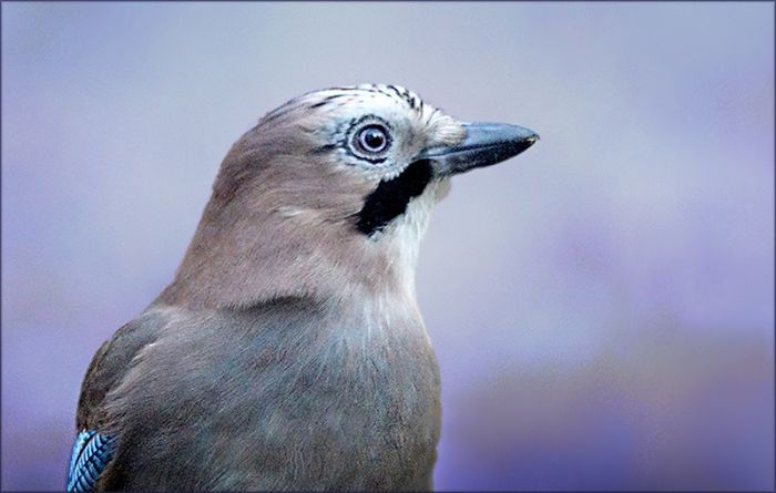 Eichelhäher im Dezember