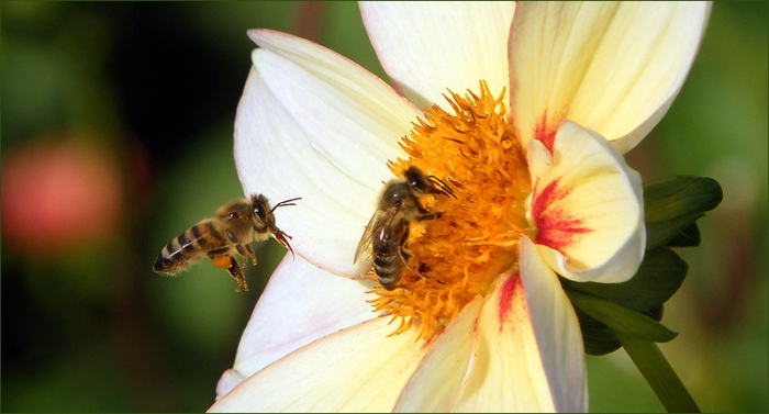 Dahlie und zwei Bienen