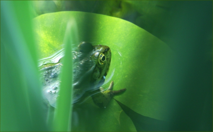 Wasserfrosch