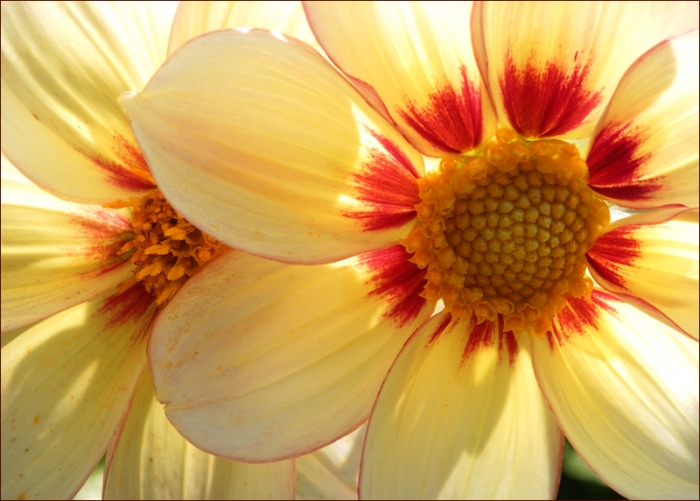 Dahlien
