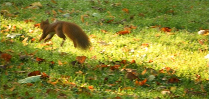 Eichhörnchen