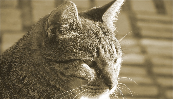 Katze