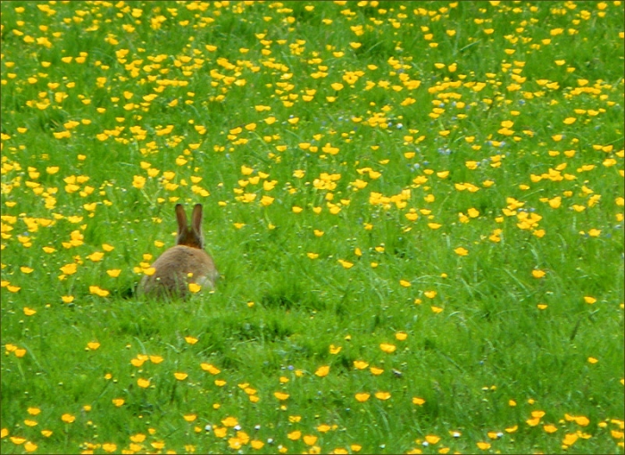 Wildkaninchen auf der Maiwiese