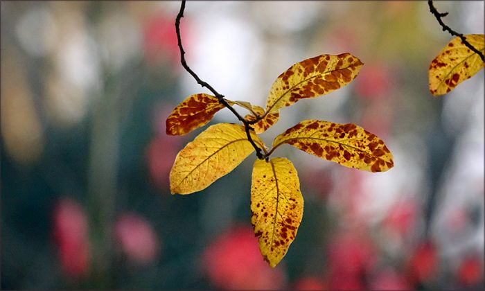 Blätter im November
