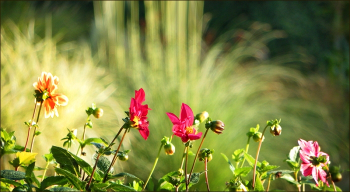 Dahlien