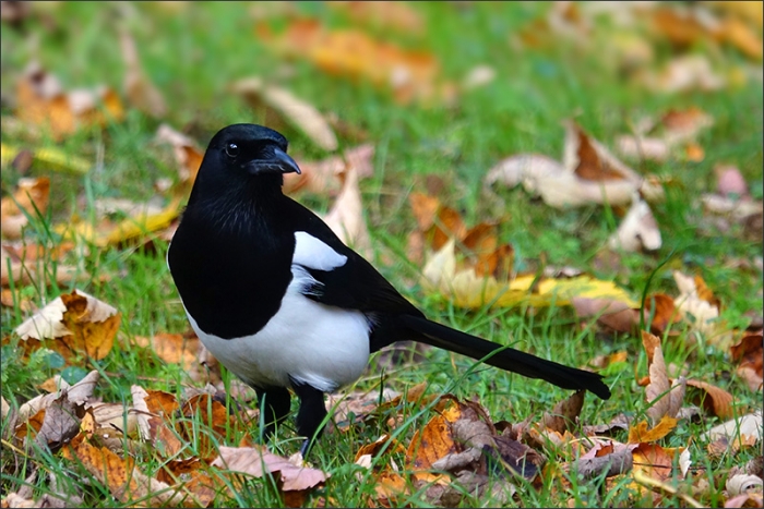 Elster im Herbstlaub