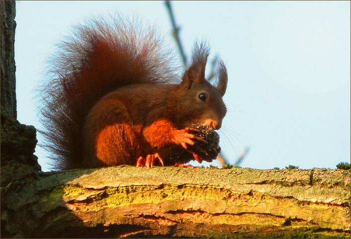 Eichhörnchen