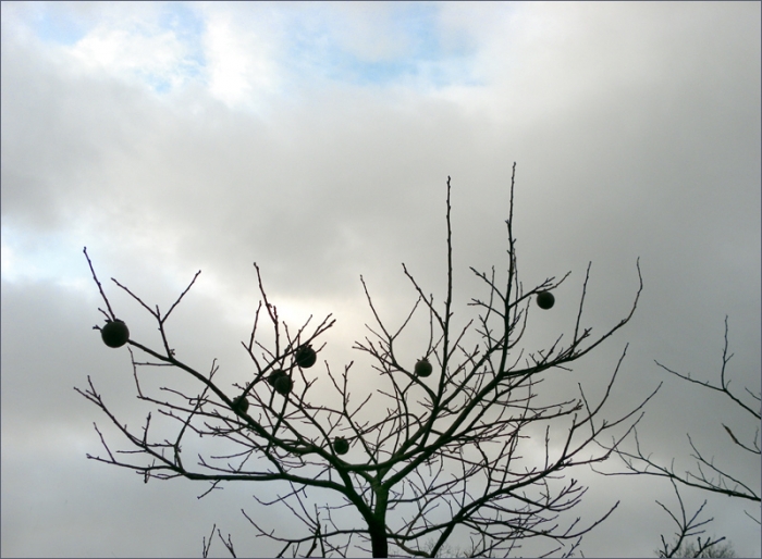 Früchte an einem Baum