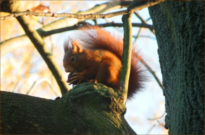 Eichhörnchen