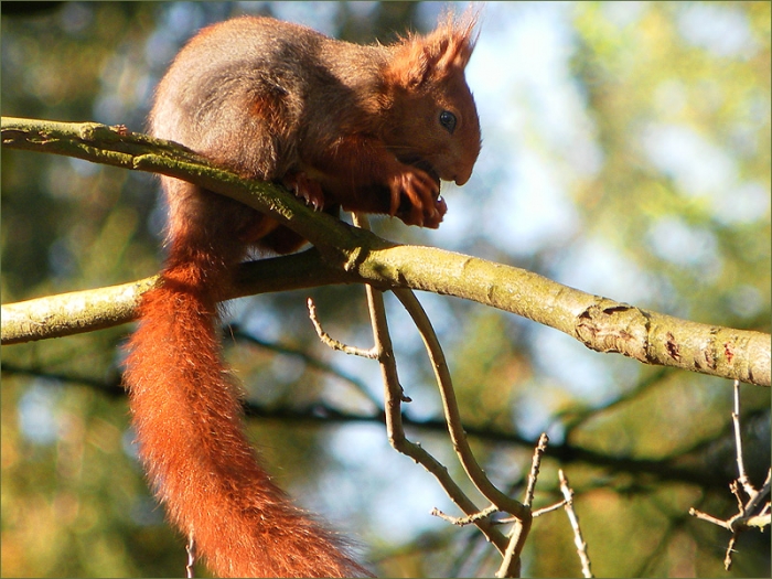 Eichhörnchen