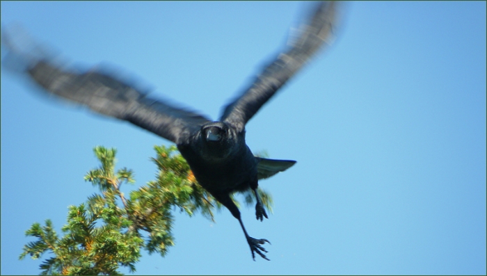 Rabe im Anflug