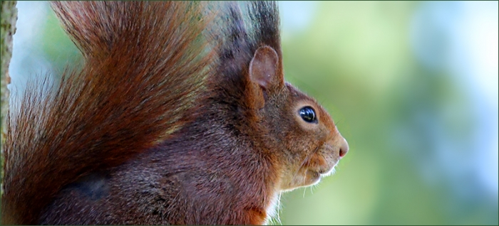 Eichhörnchen