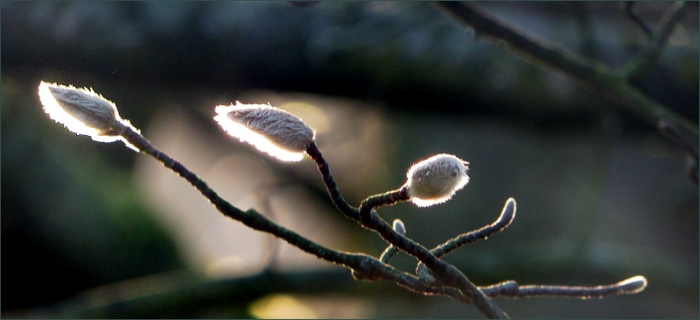 Magnolienknospen