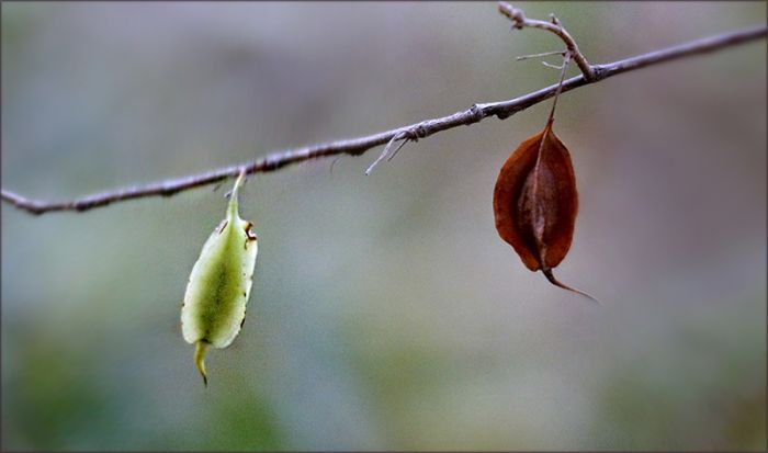 Baumsamen an einem Zweig