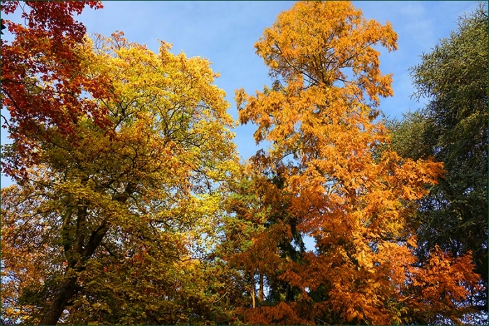 Bäume im Novembergold