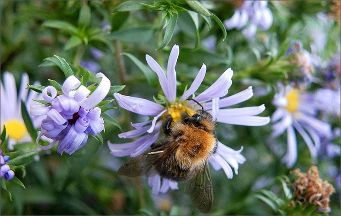 Astern mit Hummel