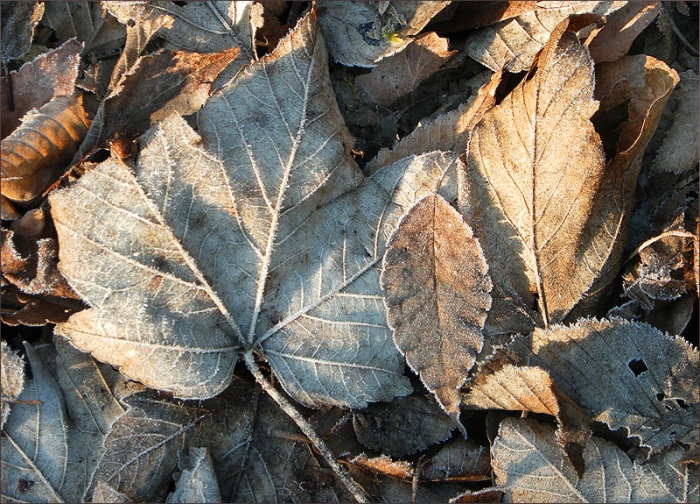Verwelkte Blätter