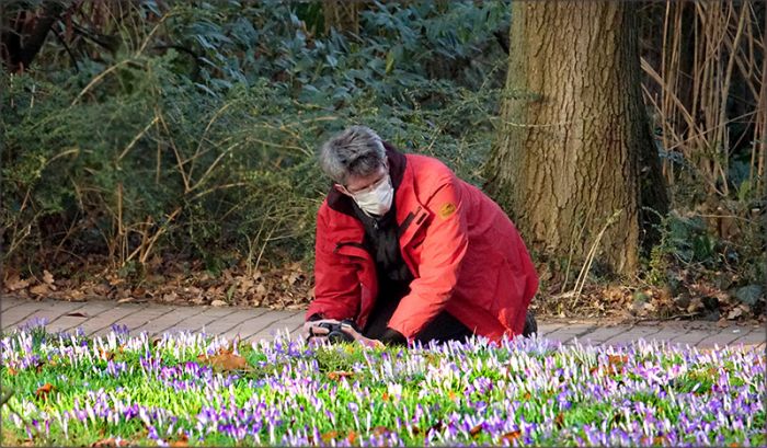 Er fotografiert Krokusse