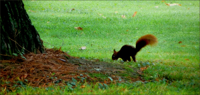 Eichhörnchen