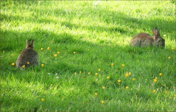 Zwei Wildkaninchen
