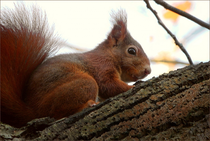 Eichhörnchen