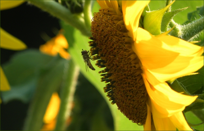 Sonnenblume