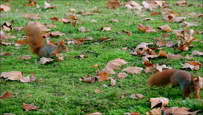 Zwei Eichhörnchen im Dezember
