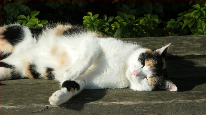 Schlafende Katze