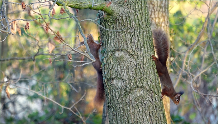 Zwei Eichhörnchen am Baumstamm