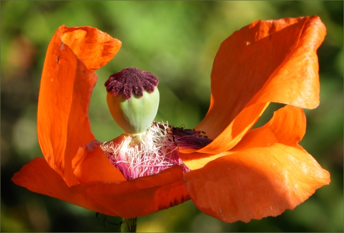 Mohn