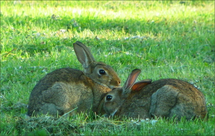 Schmusende Wildkaninchen