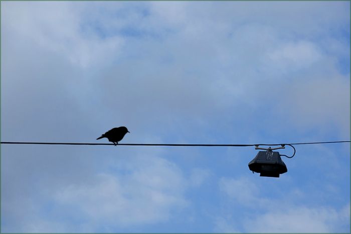 Amsel