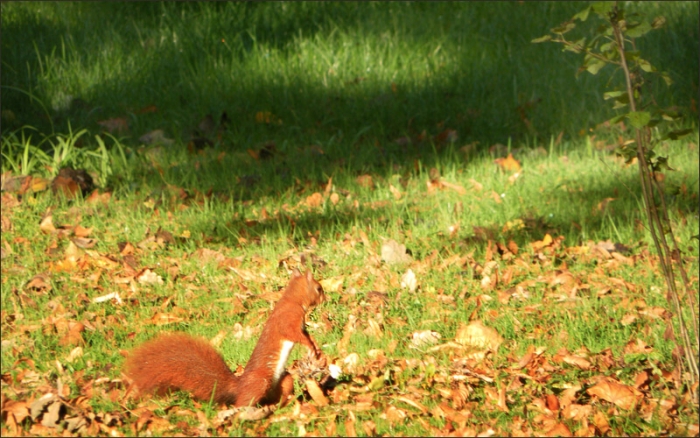 Eichhörnchen in der Morgensonne