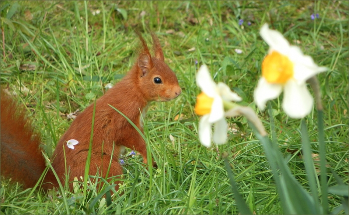 Eichhörnchen und Narzissen