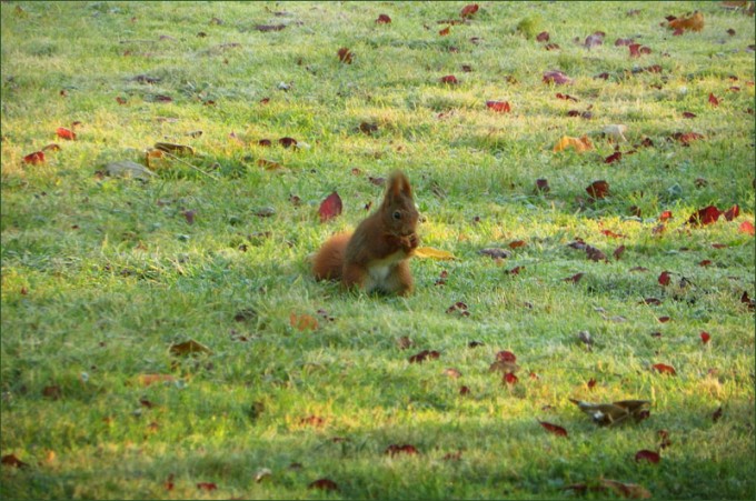 Eichhörnchen