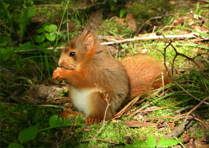 Junges Eichhörnchen
