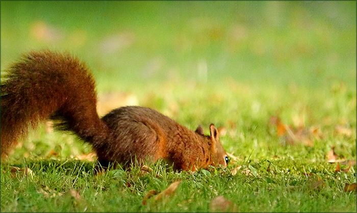 Eichhörnchen sucht im Gras